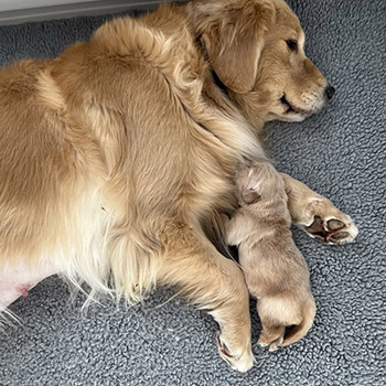 thornelea golden retrievers litter herman and her singleton puppy