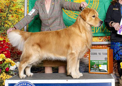 thornelea golden retriever litter jamie and herman